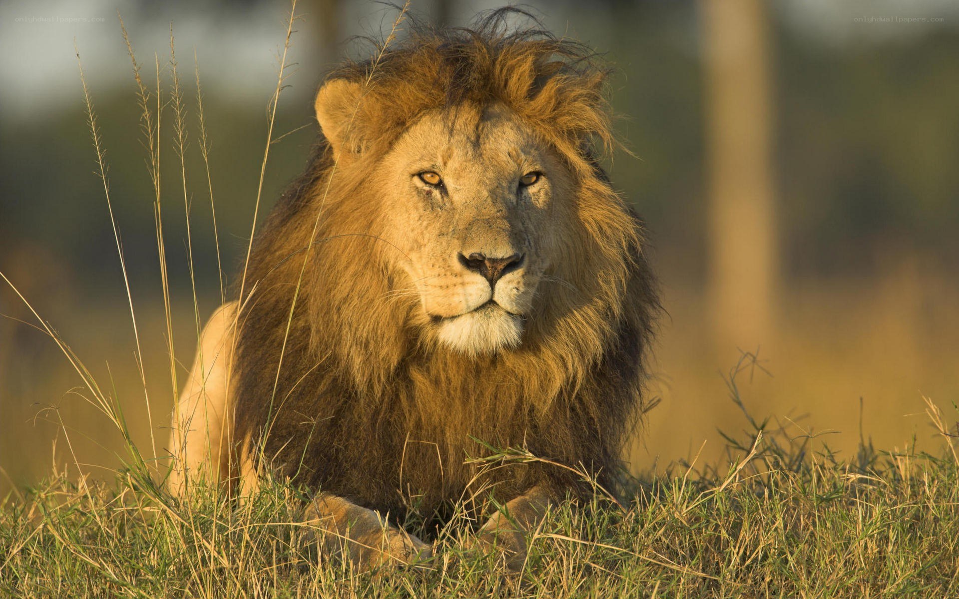 Lion resting in grass