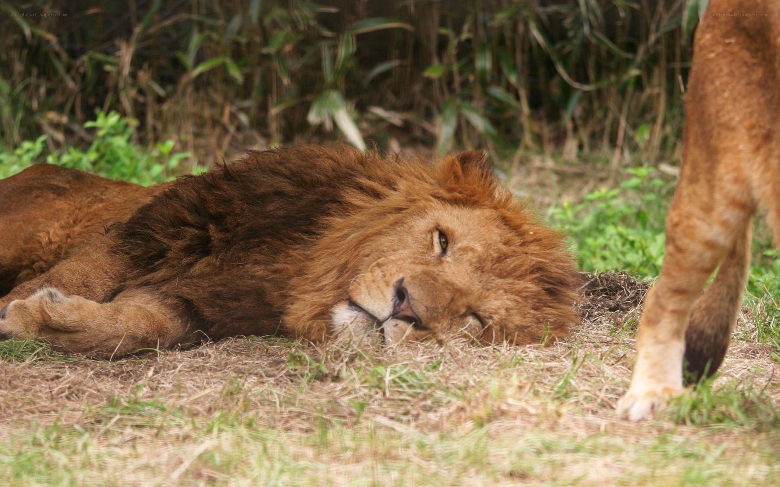 Lion resting in grass