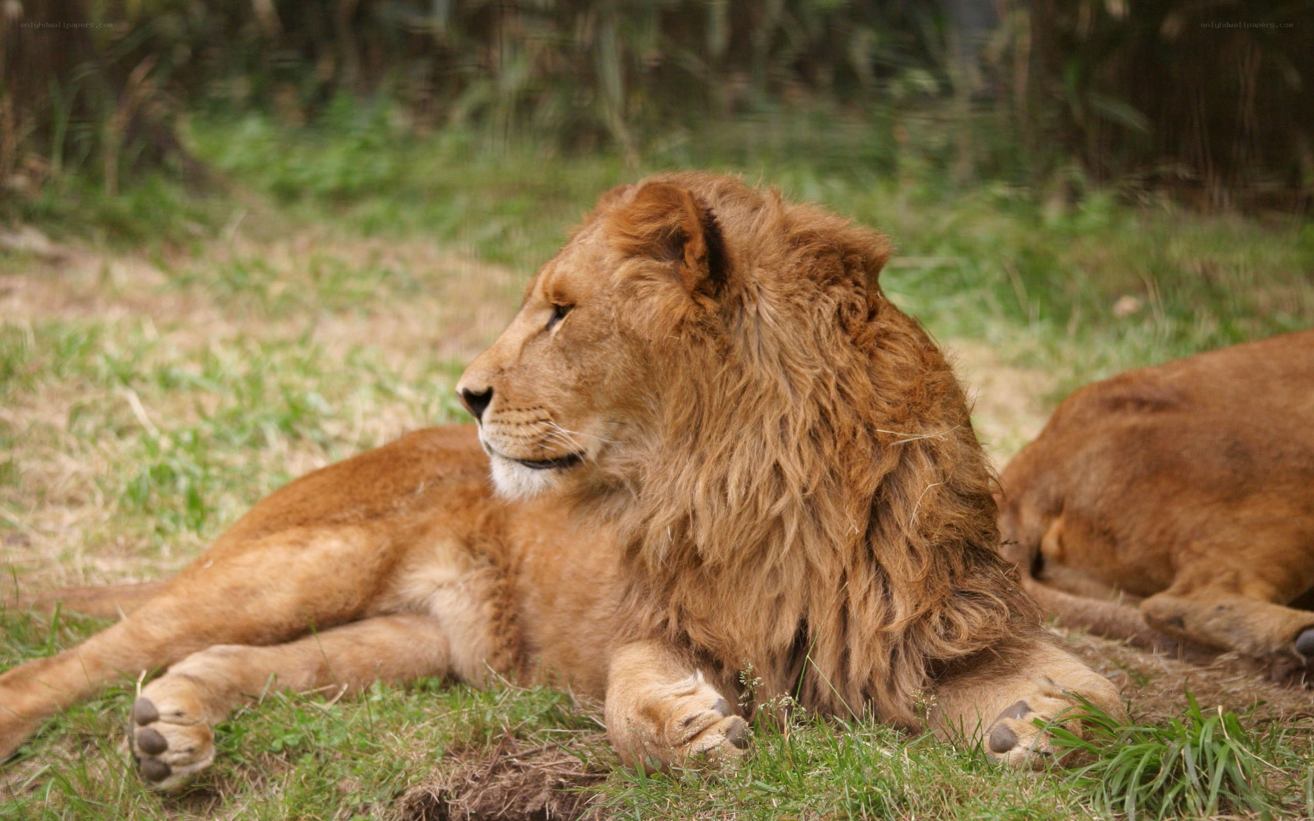 Lion resting in grass