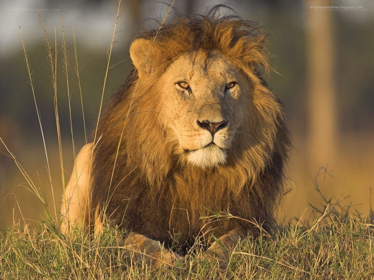 Lion resting in grass