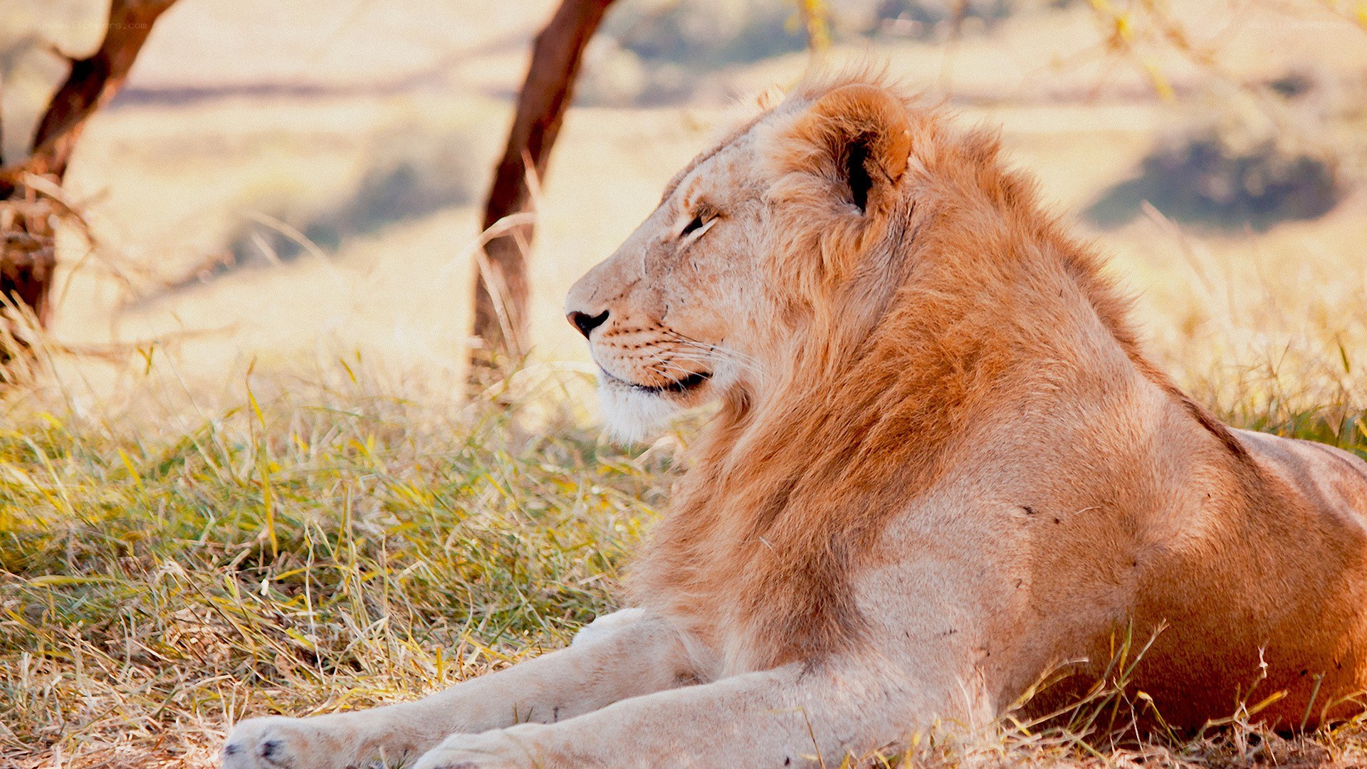 Lion resting in grass