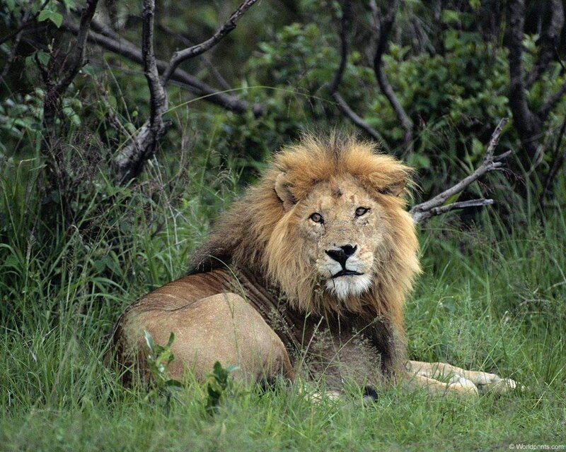Lion resting in grass