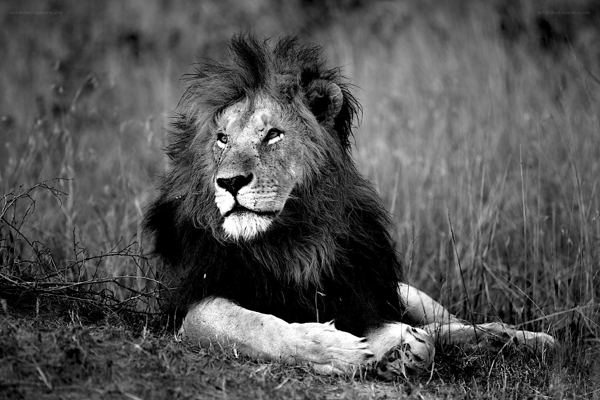 Lion resting in grass