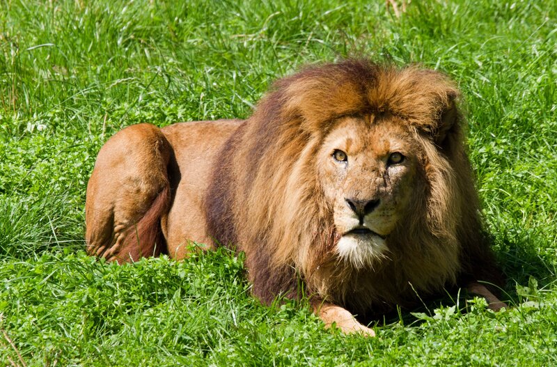 Lion resting in grass
