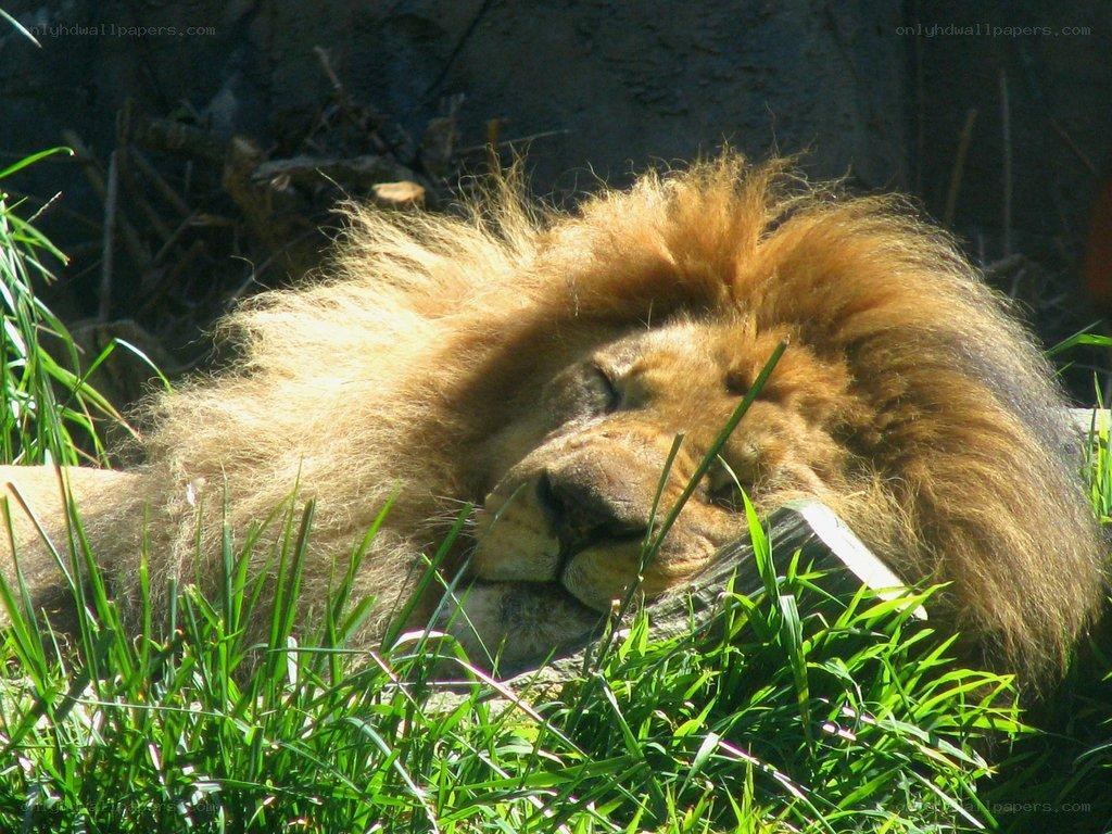 Lion resting in grass