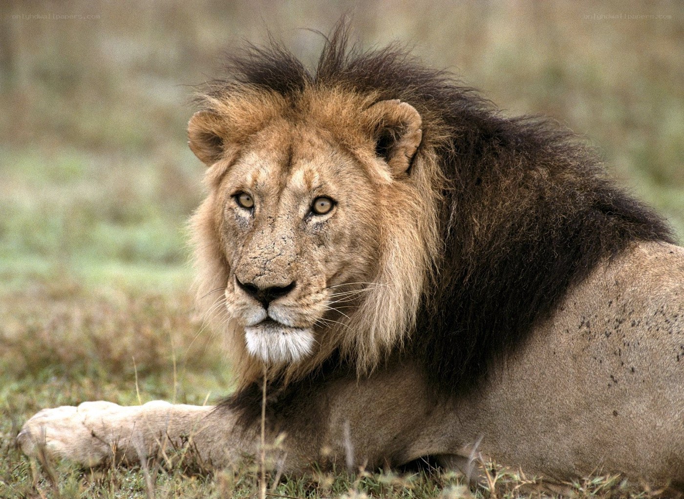 Lion resting in grass