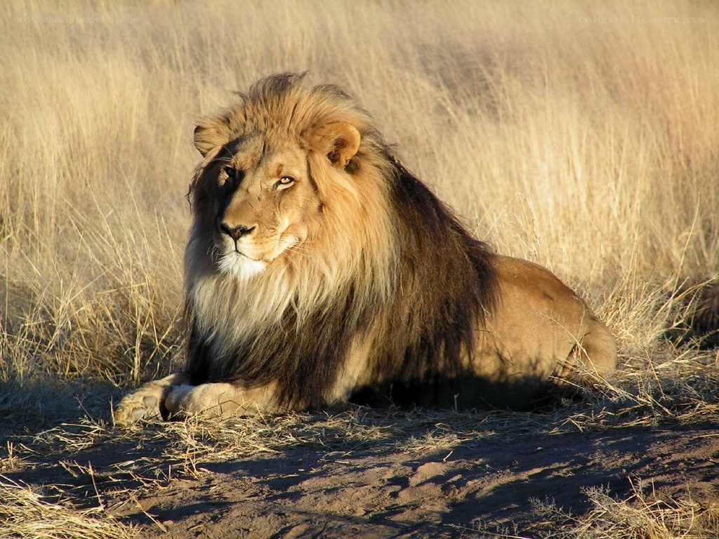 Lion resting in grass