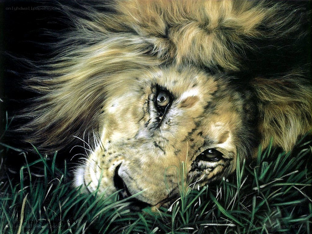 lion resting in grass