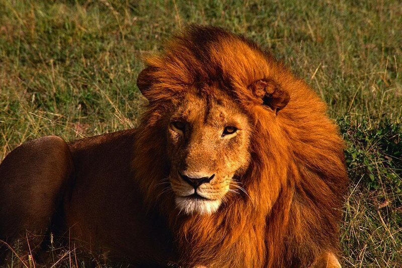 Lion resting in grass