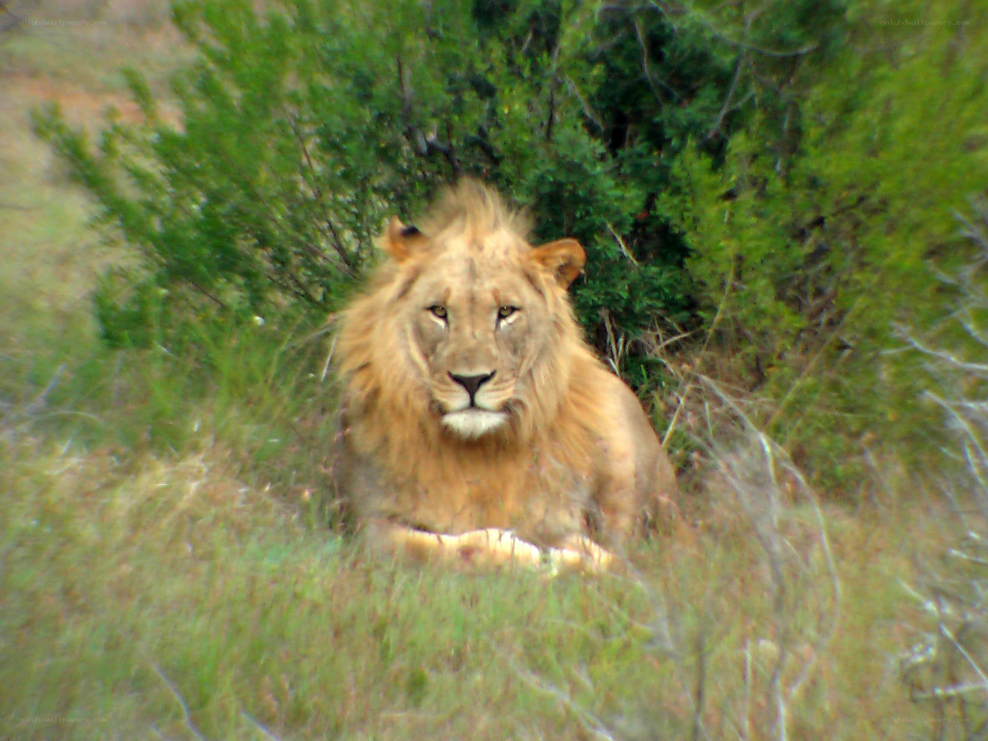 lion resting in grass