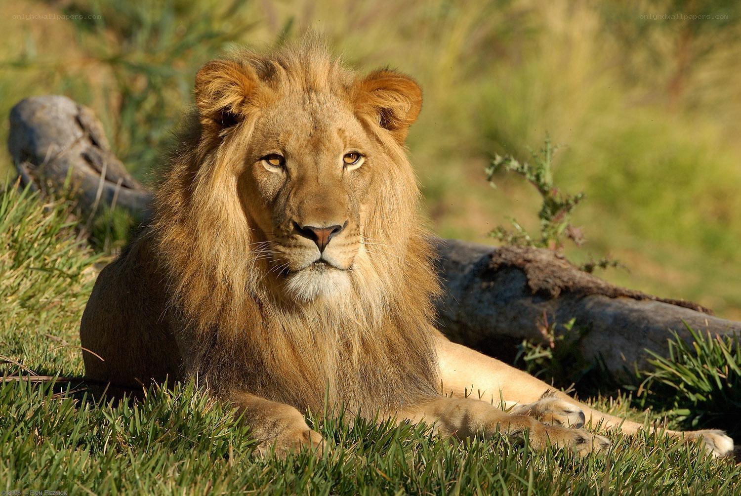 Lion resting in grass