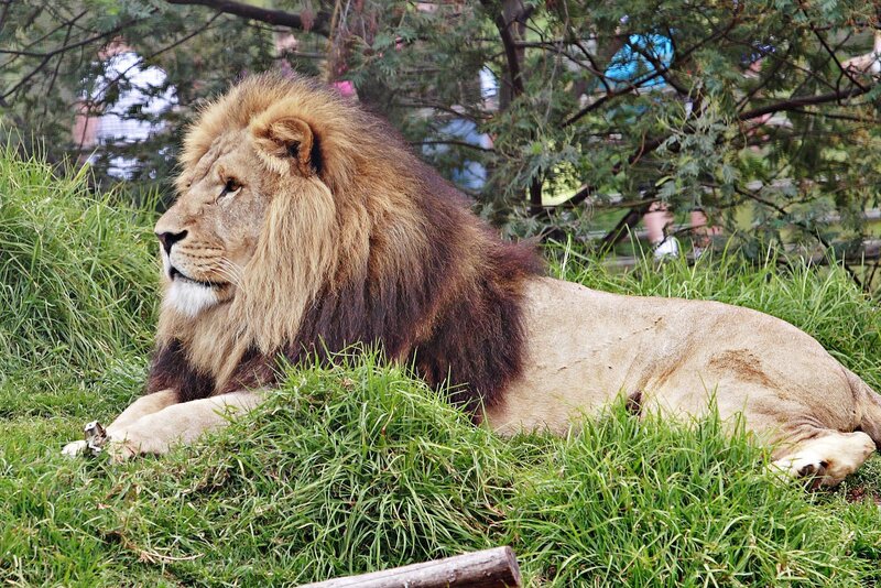 Lion resting in grass