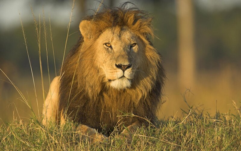 Lion resting in grass