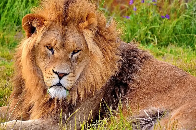 Lion resting in grass