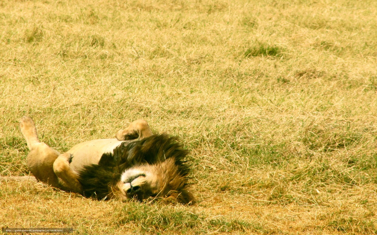 lion resting in grass