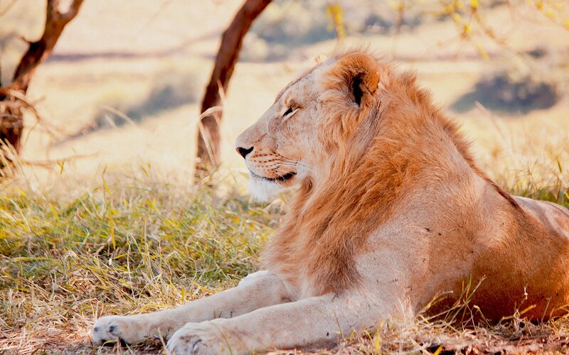 Lion Resting in Grass — Brown, Calm, Afternoon, Photograph, Tree