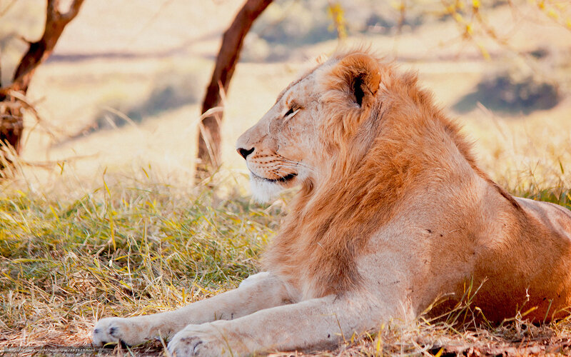 Lion Resting in Grass — Brown, Serene, Sunset, Photograph