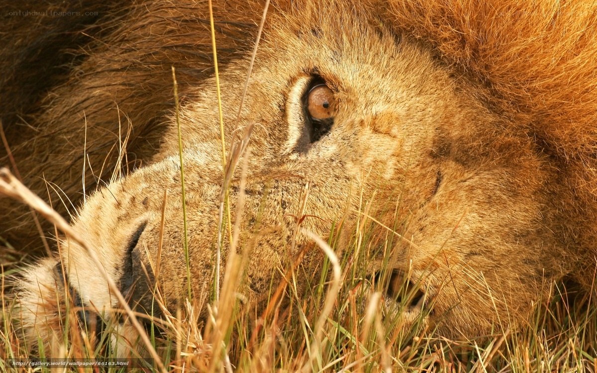 Lion resting in grass