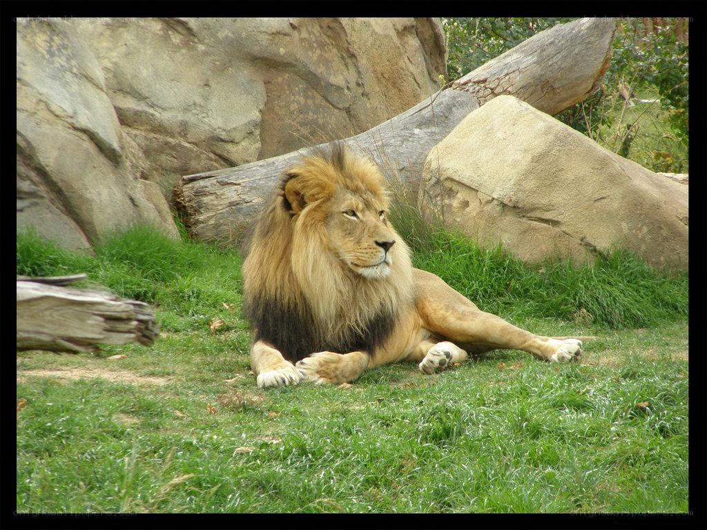 Lion resting in grassy enclosure
