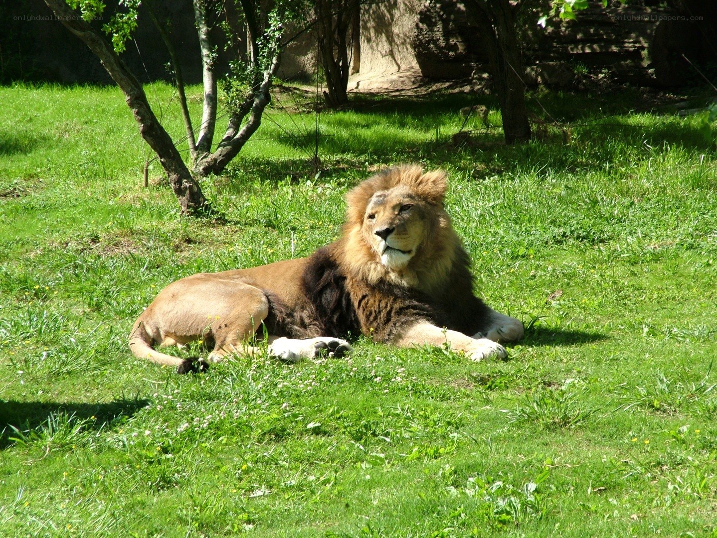 Lion resting in grassy enclosure