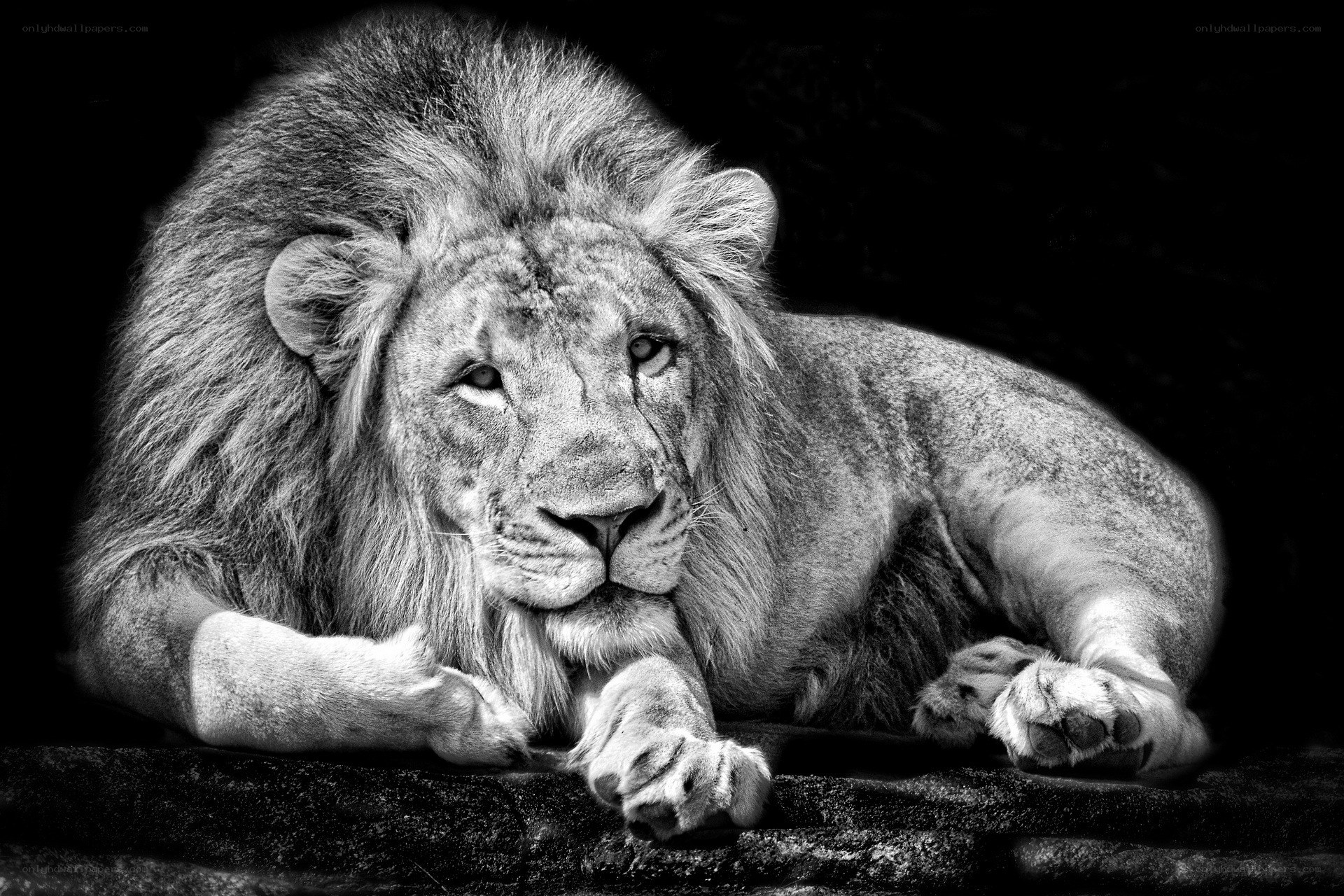 Lion resting in monochrome