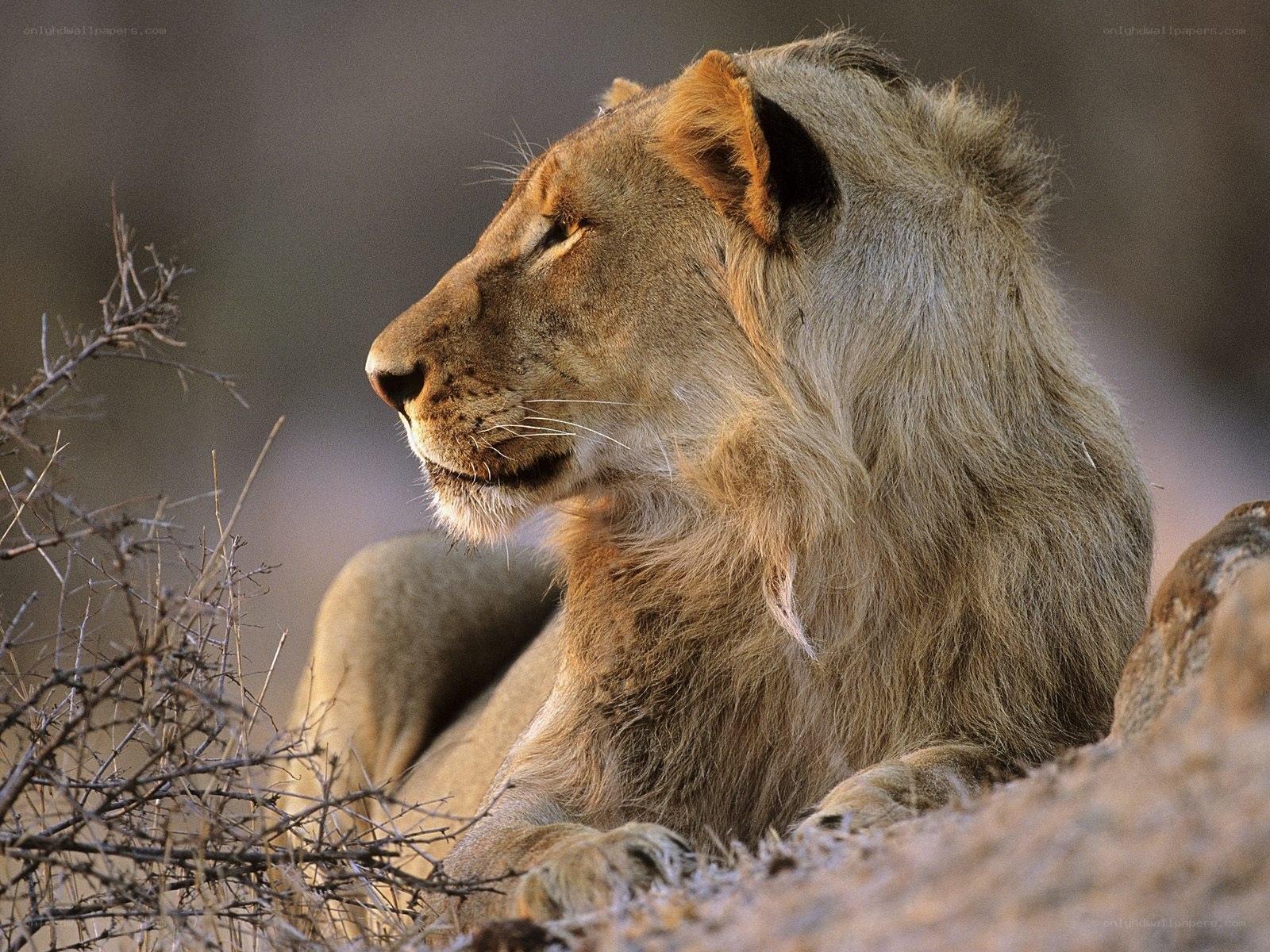 Lion resting in profile