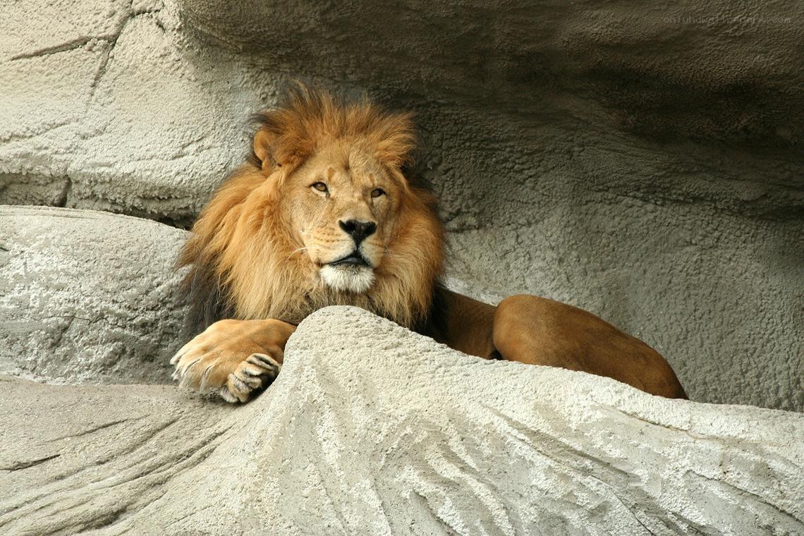 Lion resting in rocky enclosure