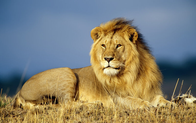 Lion resting in savanna