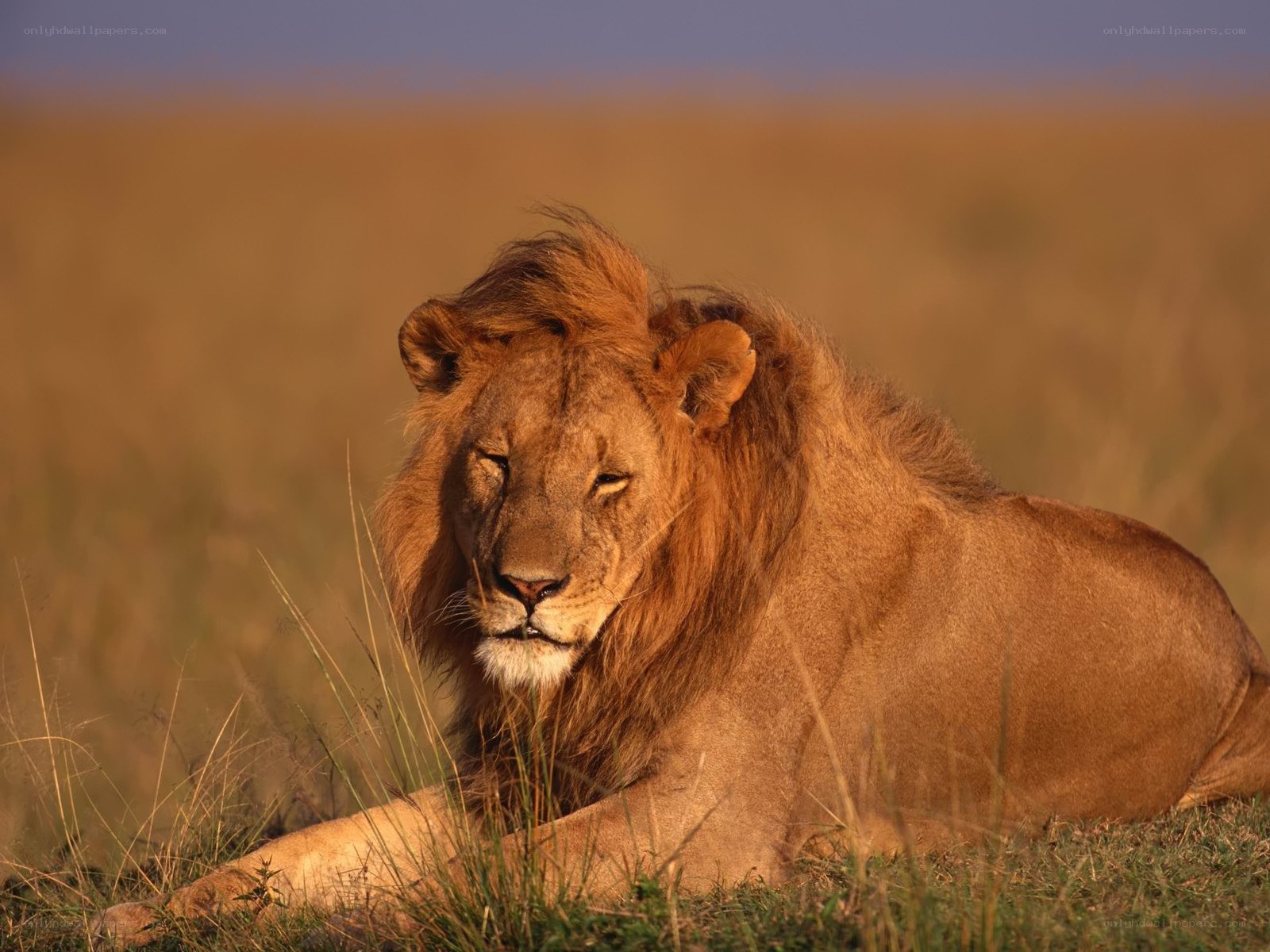 Lion resting in savanna
