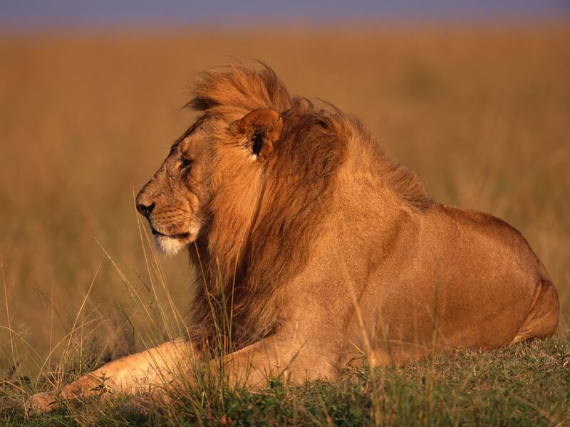 Lion resting in savanna