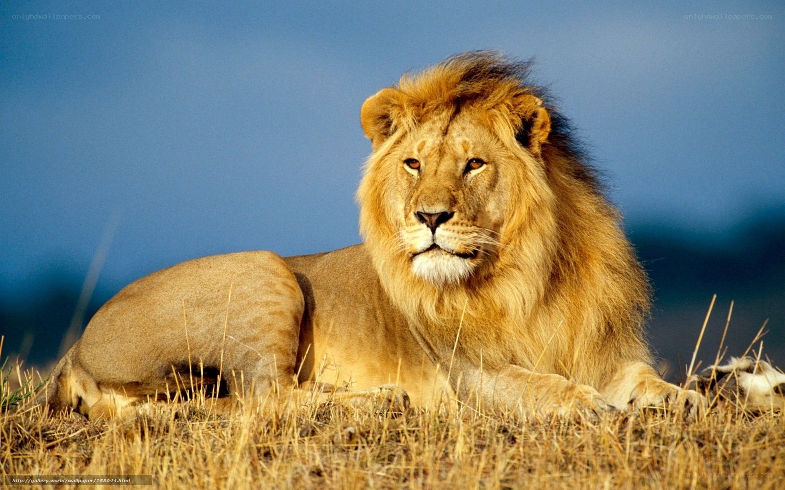 Lion resting in savanna