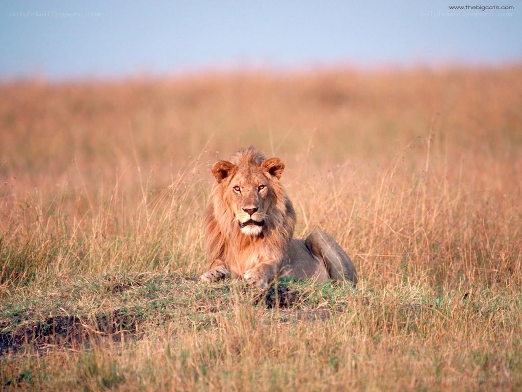 Lion resting in savanna