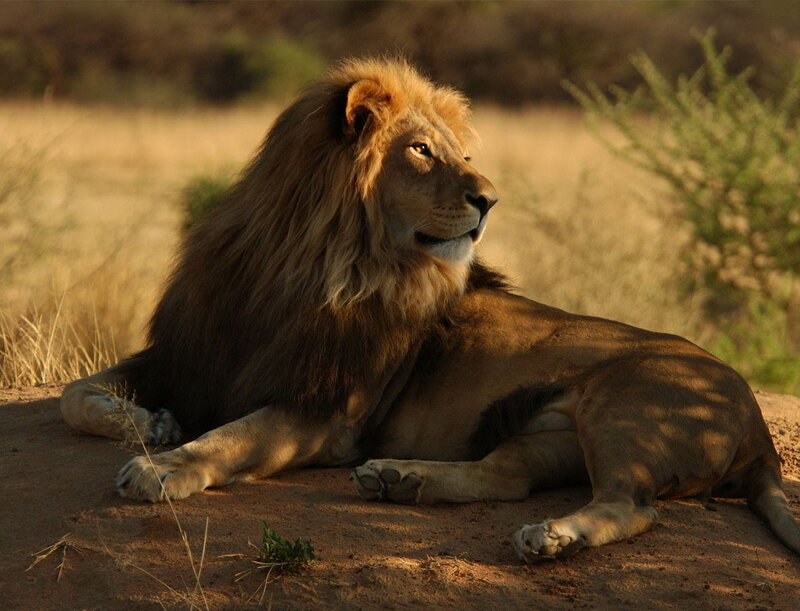 Lion resting in savanna