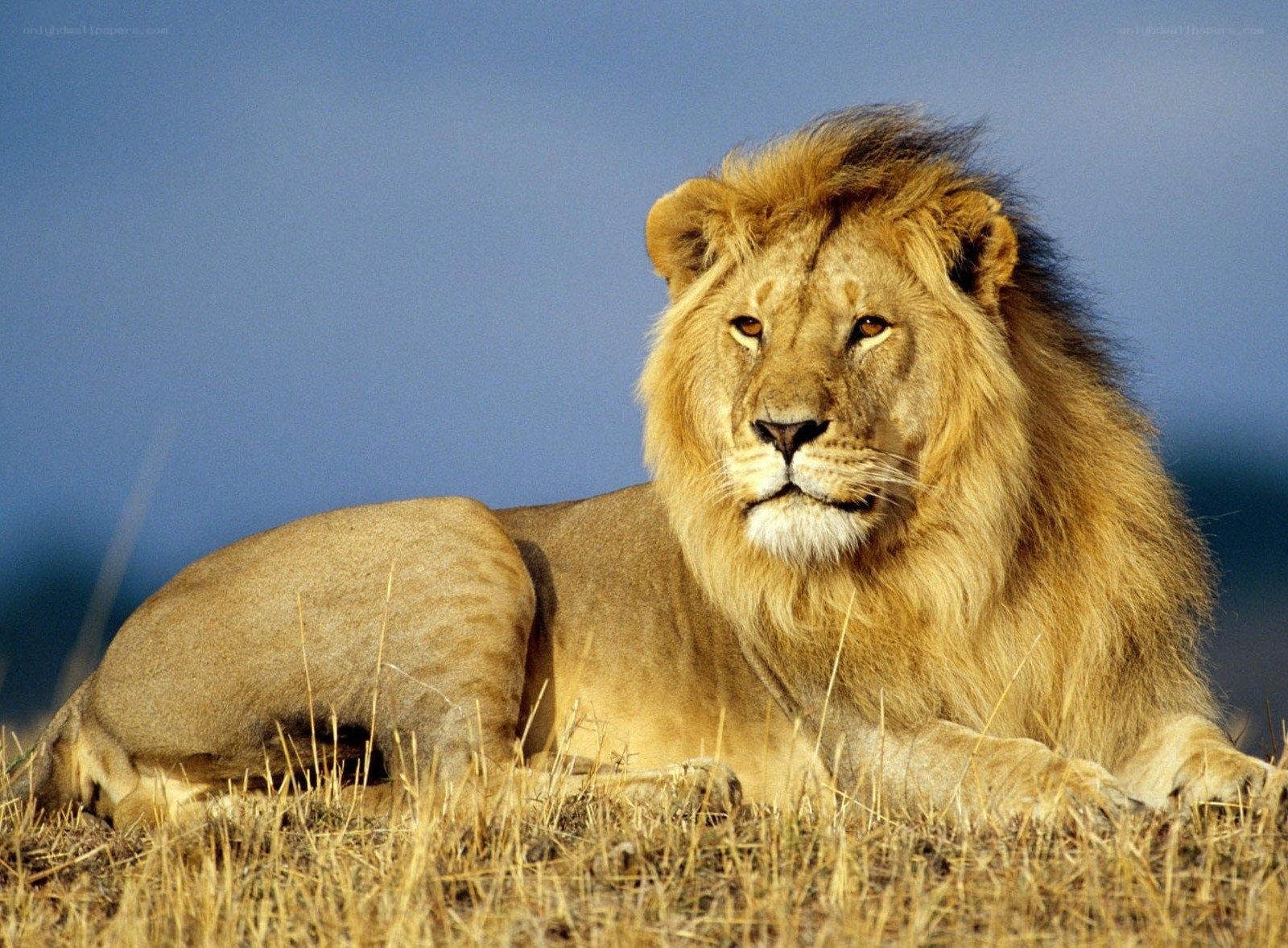 Lion resting in savanna