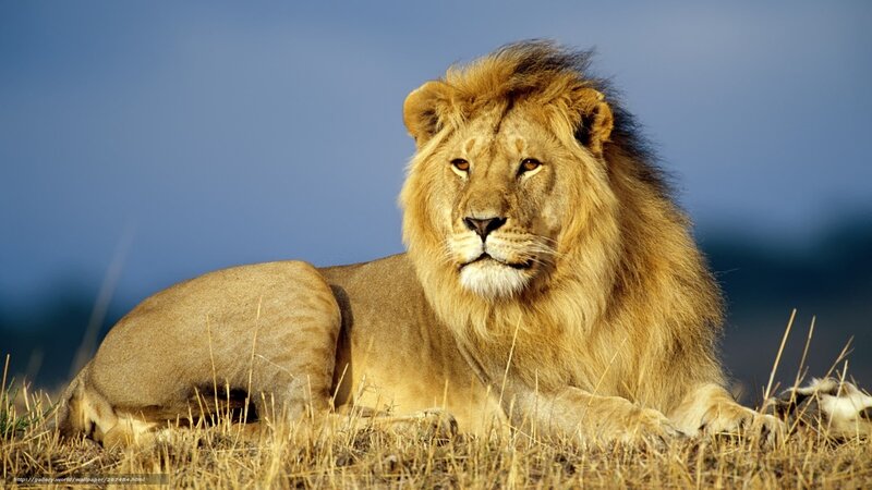 Lion resting in savanna