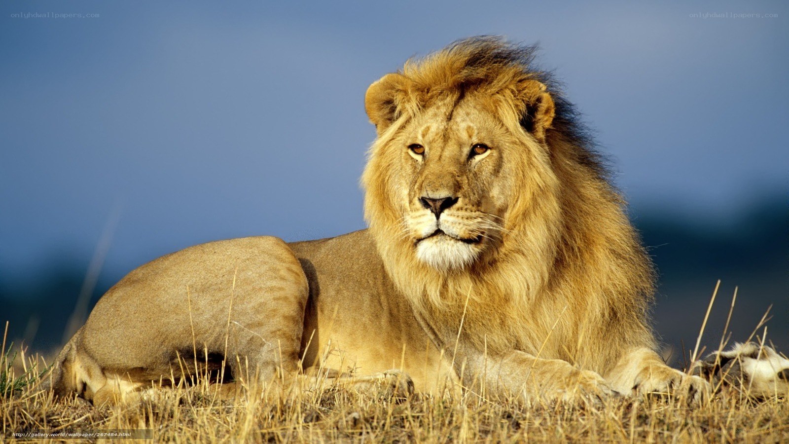 Lion resting in savanna