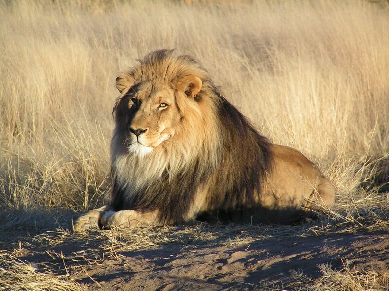 Lion resting in savanna