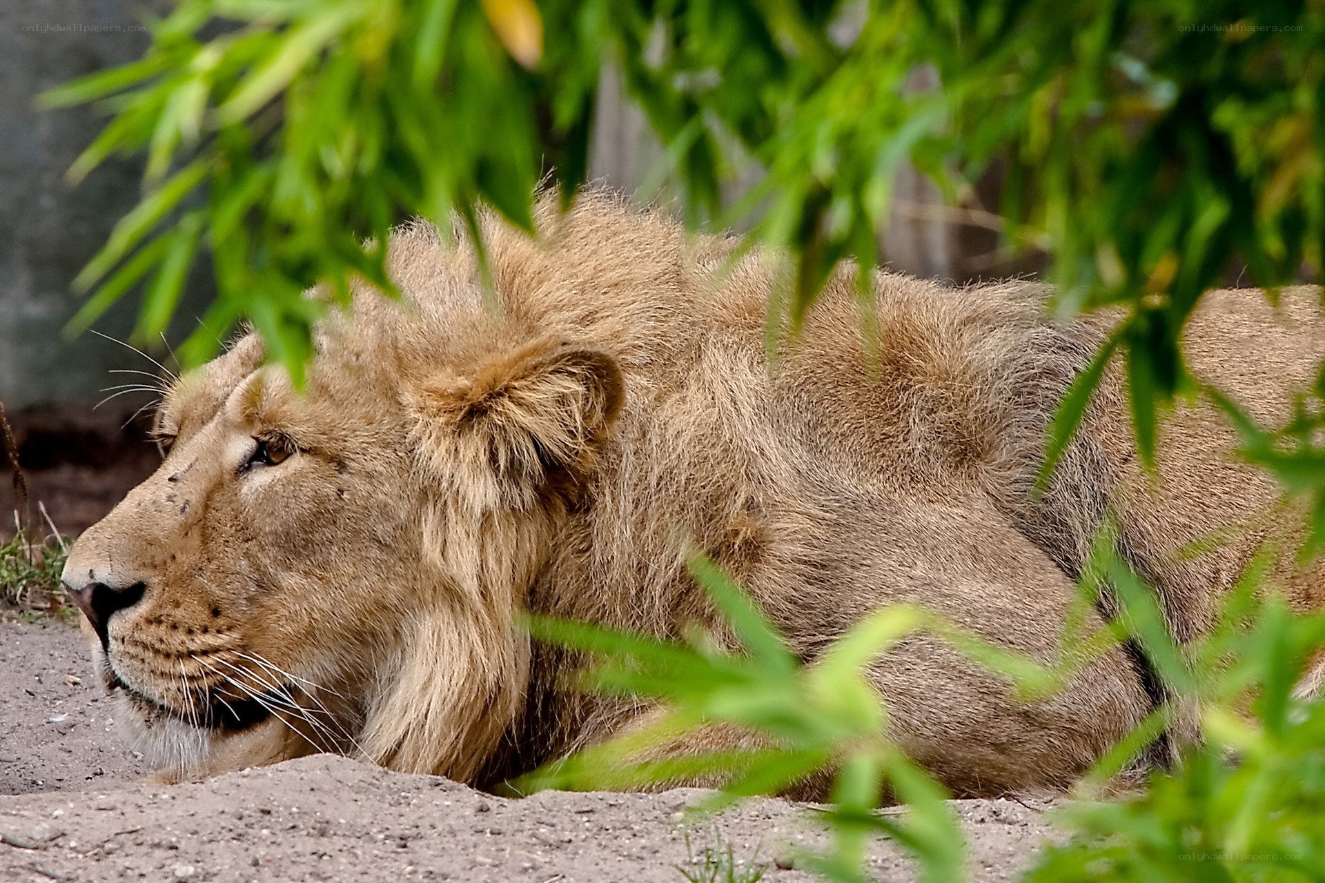 Lion resting in shade