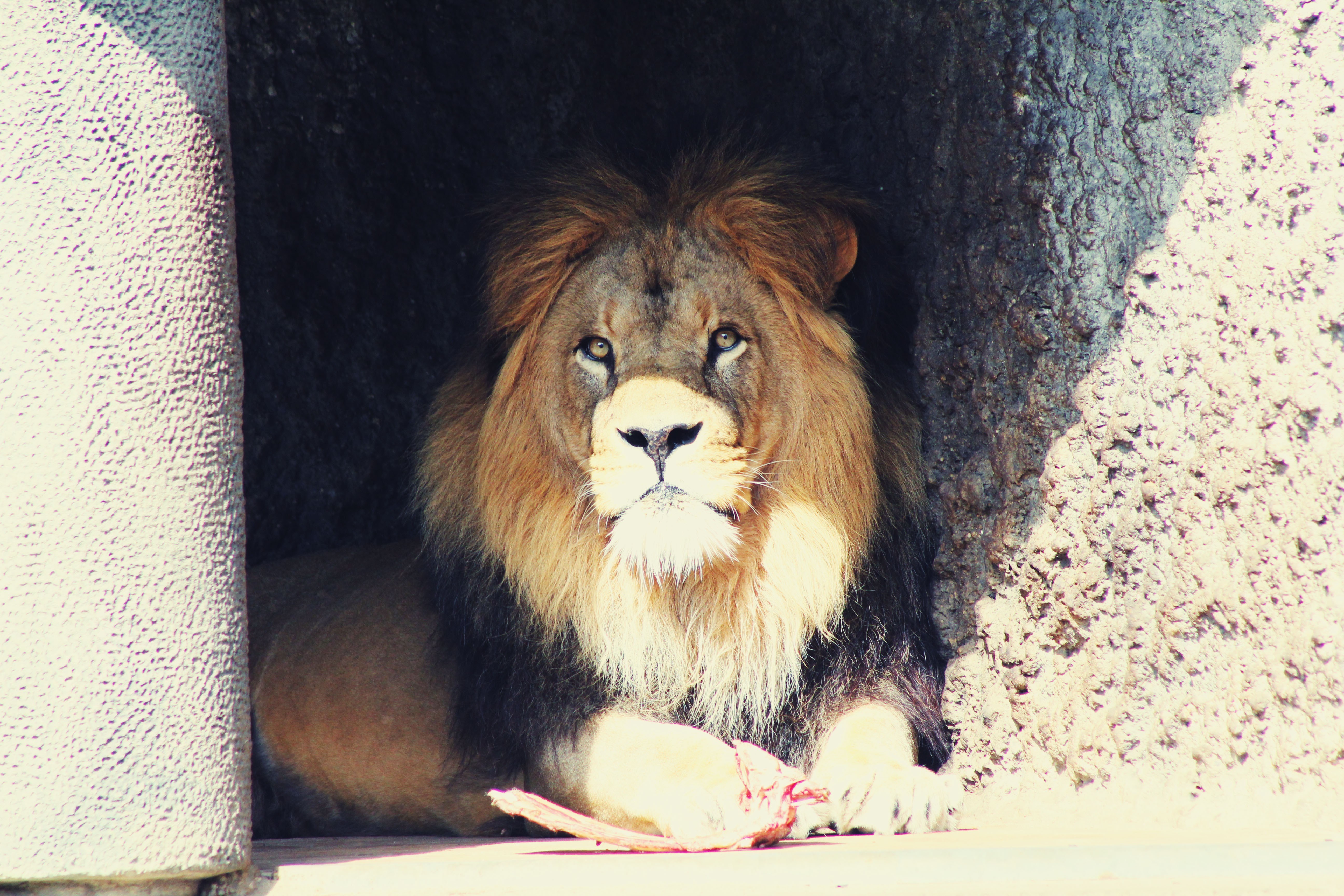 Lion resting in shade