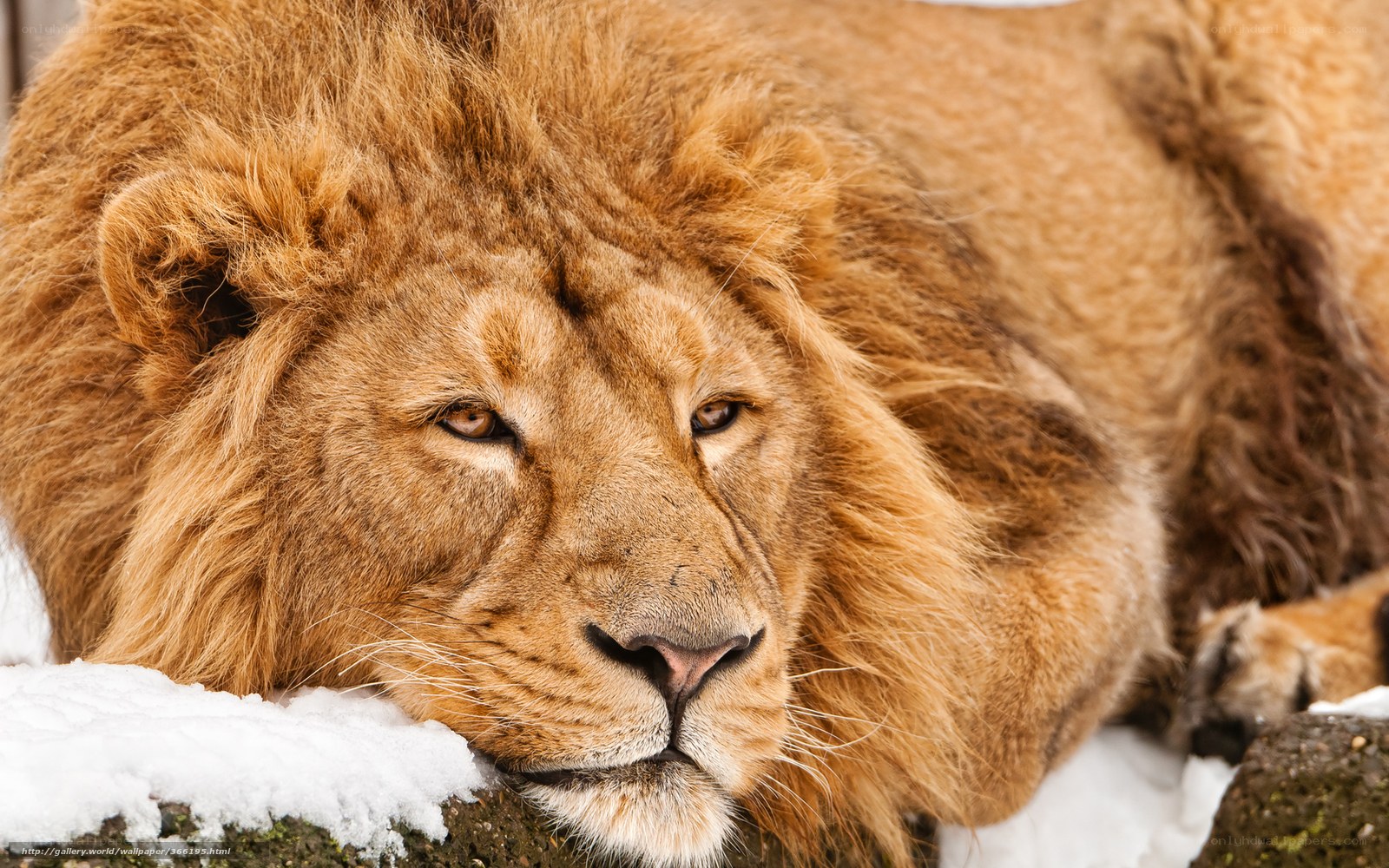 Lion resting in snow