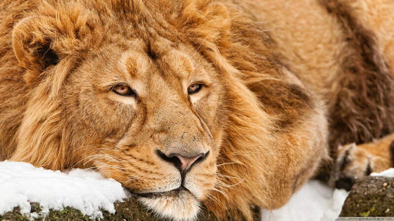 Lion Resting in Snow — Brown, Calm, Winter, Photograph