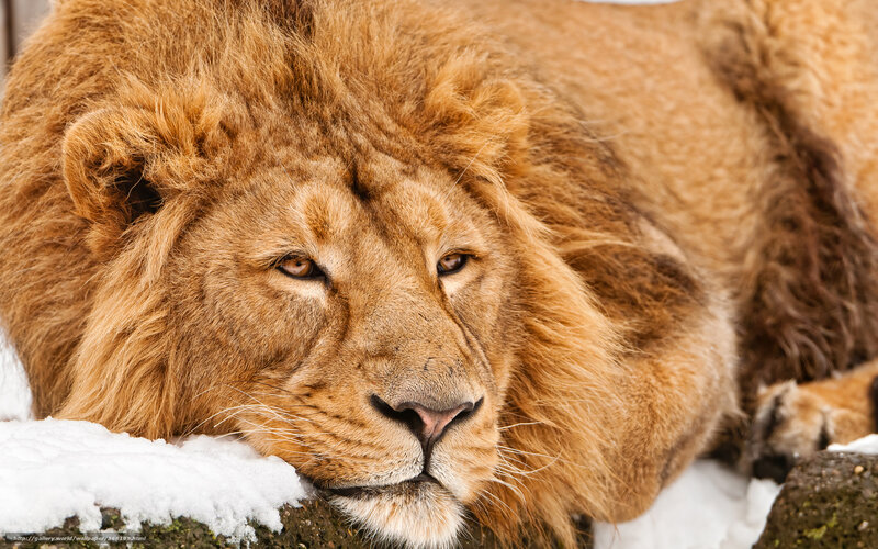 Lion Resting in Snow — Brown, Calm, Winter