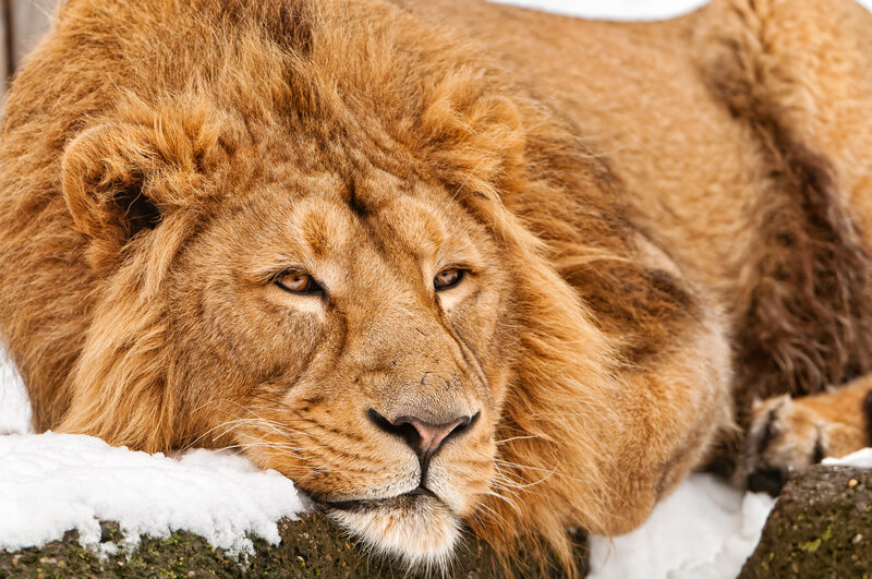 Lion Resting in Snow — Brown