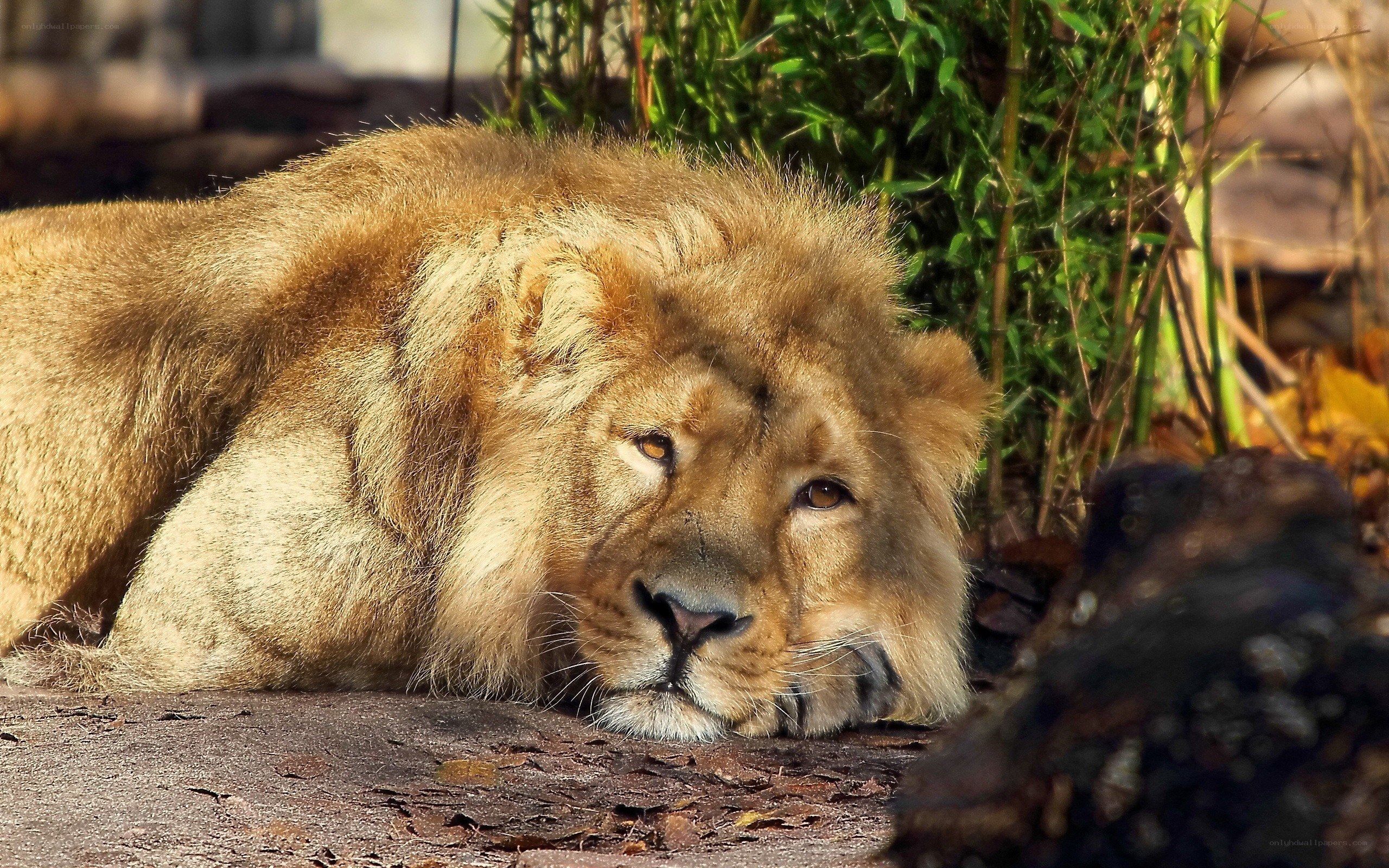 Lion resting in sunlight
