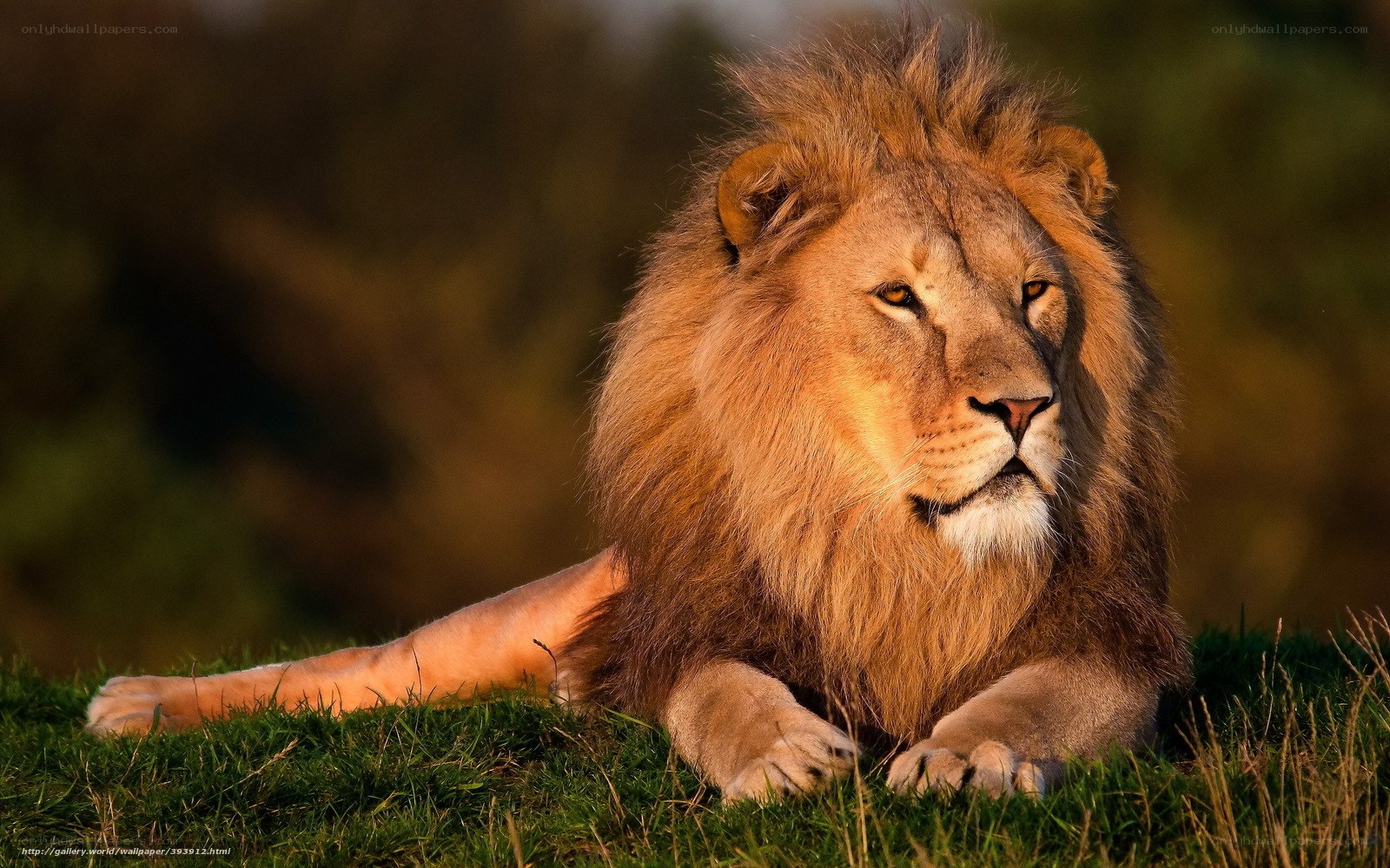 Lion resting in sunlight