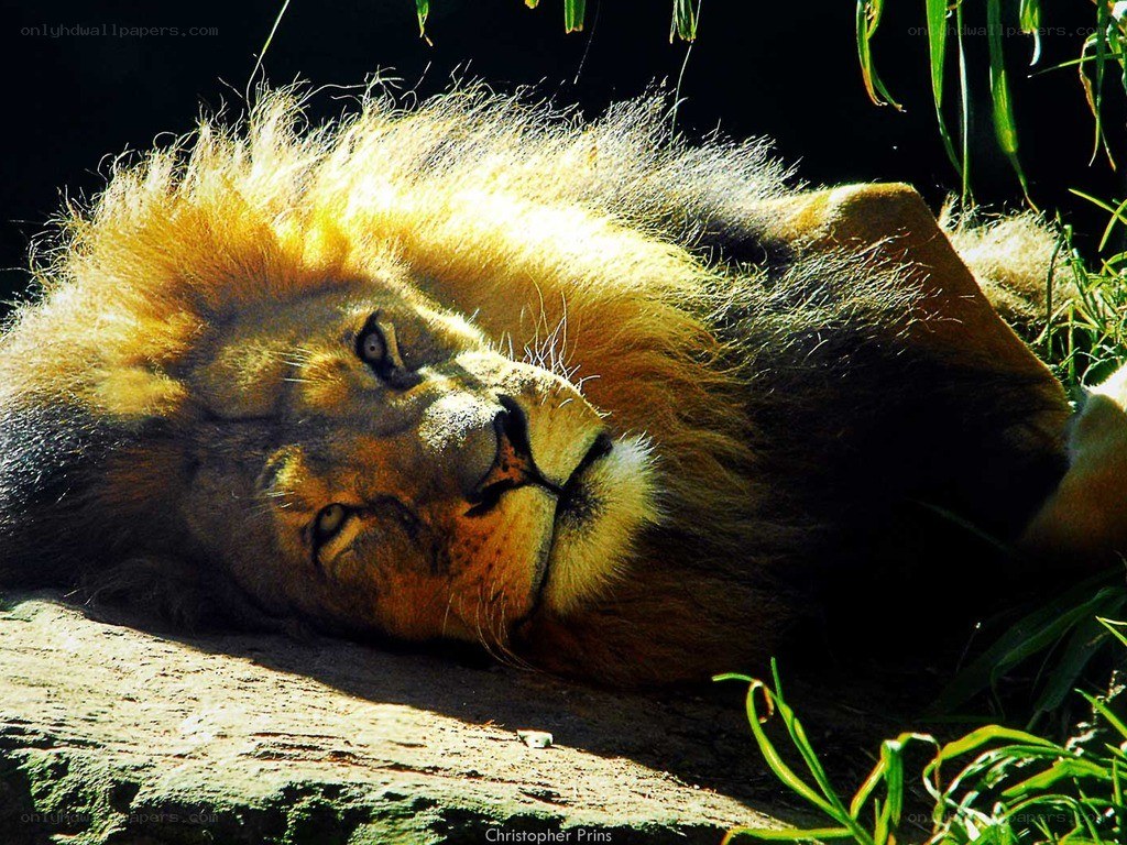 Lion resting in sunlight
