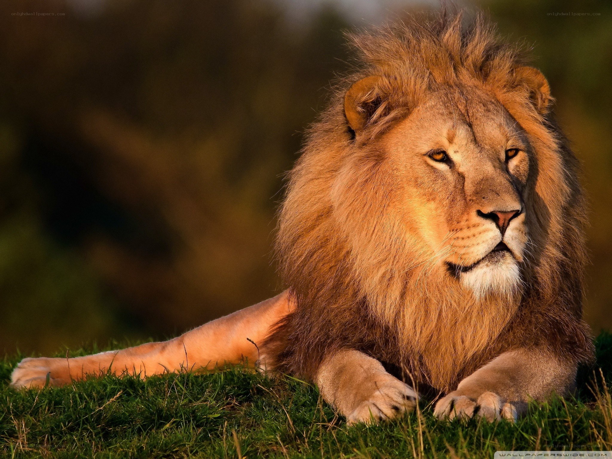Lion resting in sunlight