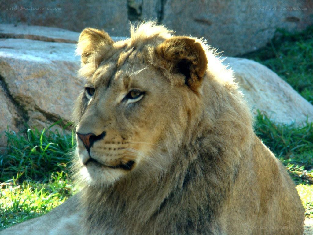 lion resting in sunlight