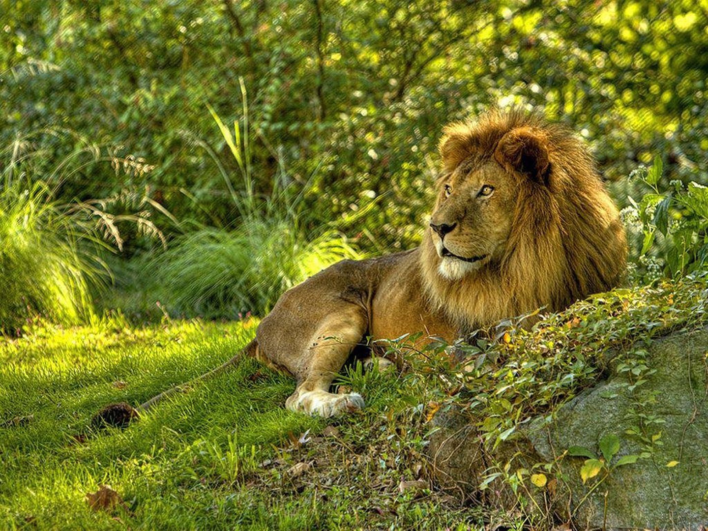 Lion resting in sunlit grass