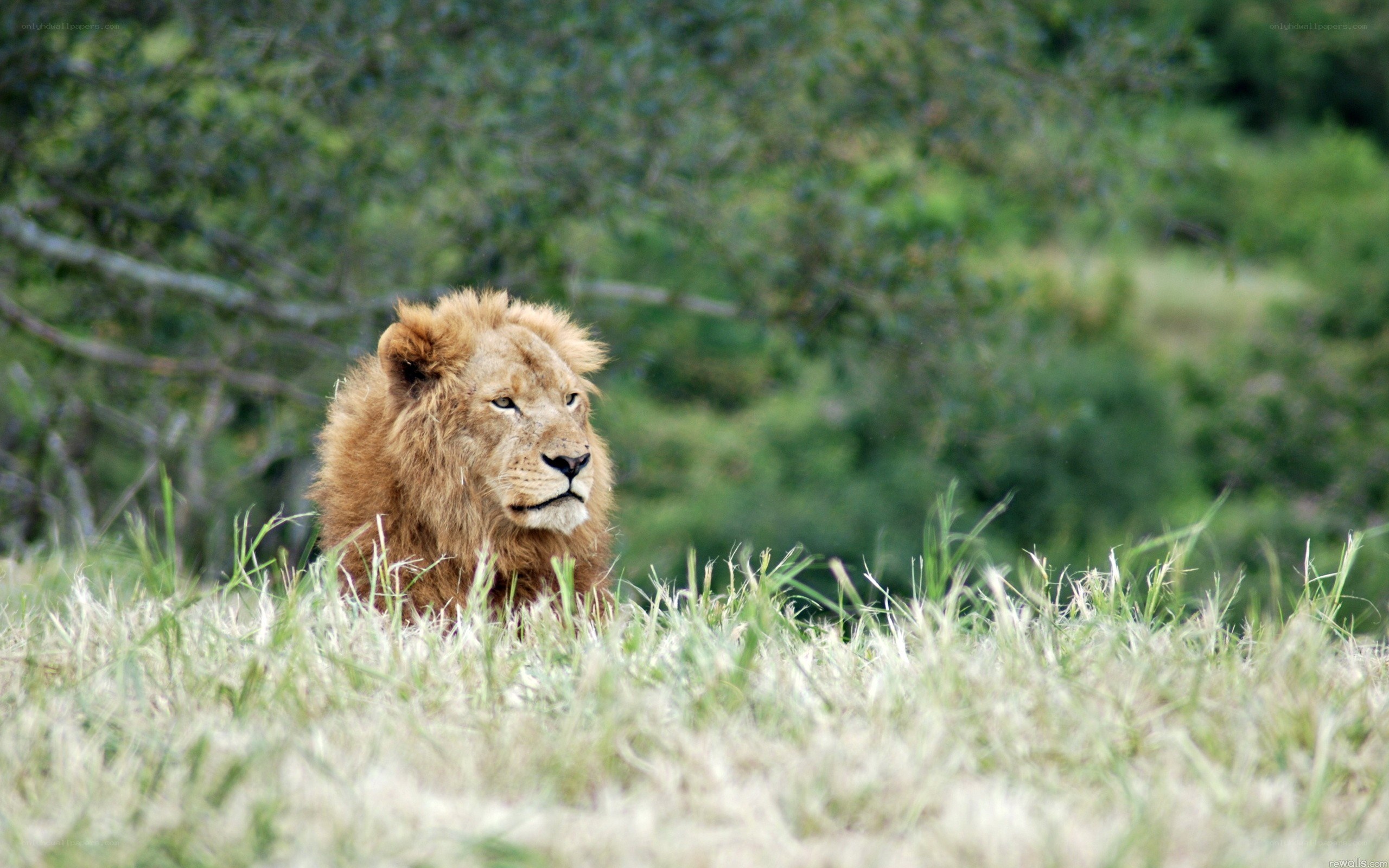 Lion resting in tall grass